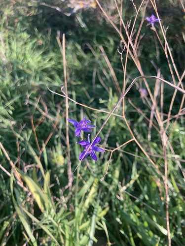 Forking Larkspur