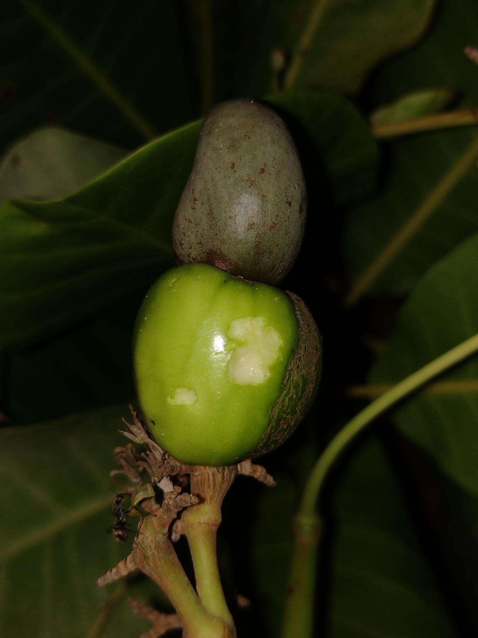 Anacardium occidentale