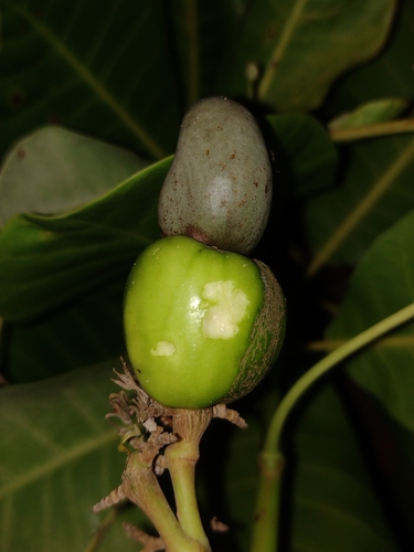 Anacardium occidentale