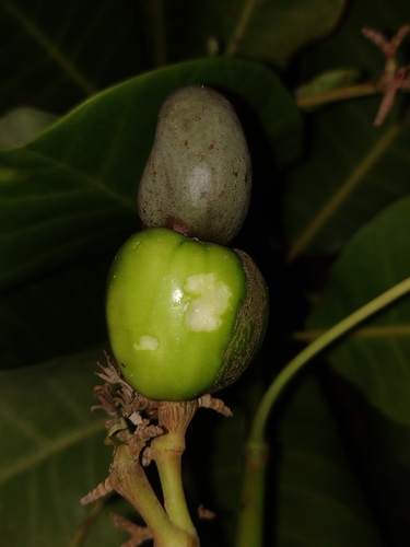 Anacardium occidentale