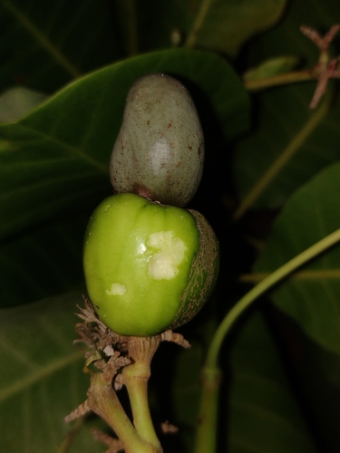 Anacardium occidentale
