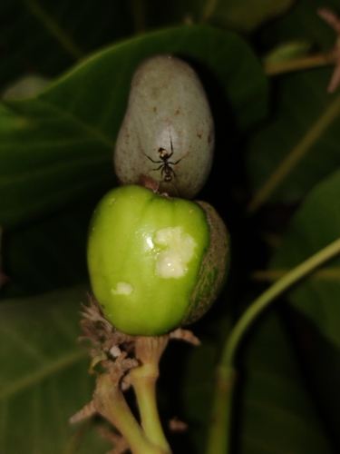 Anacardium occidentale