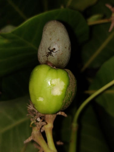 Anacardium occidentale