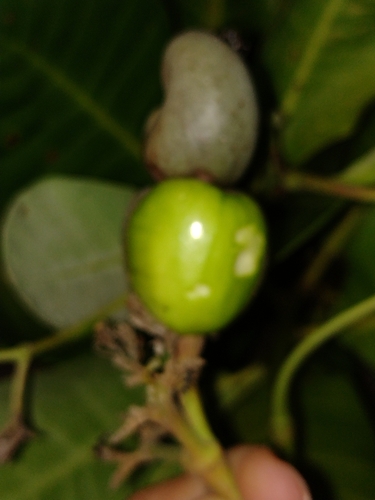 Anacardium occidentale