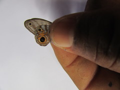 Chloreuptychia herseis