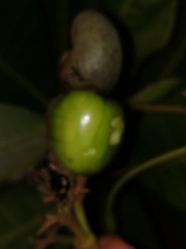 Anacardium occidentale