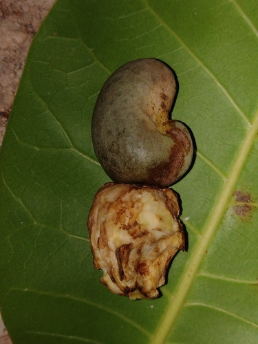 Anacardium occidentale