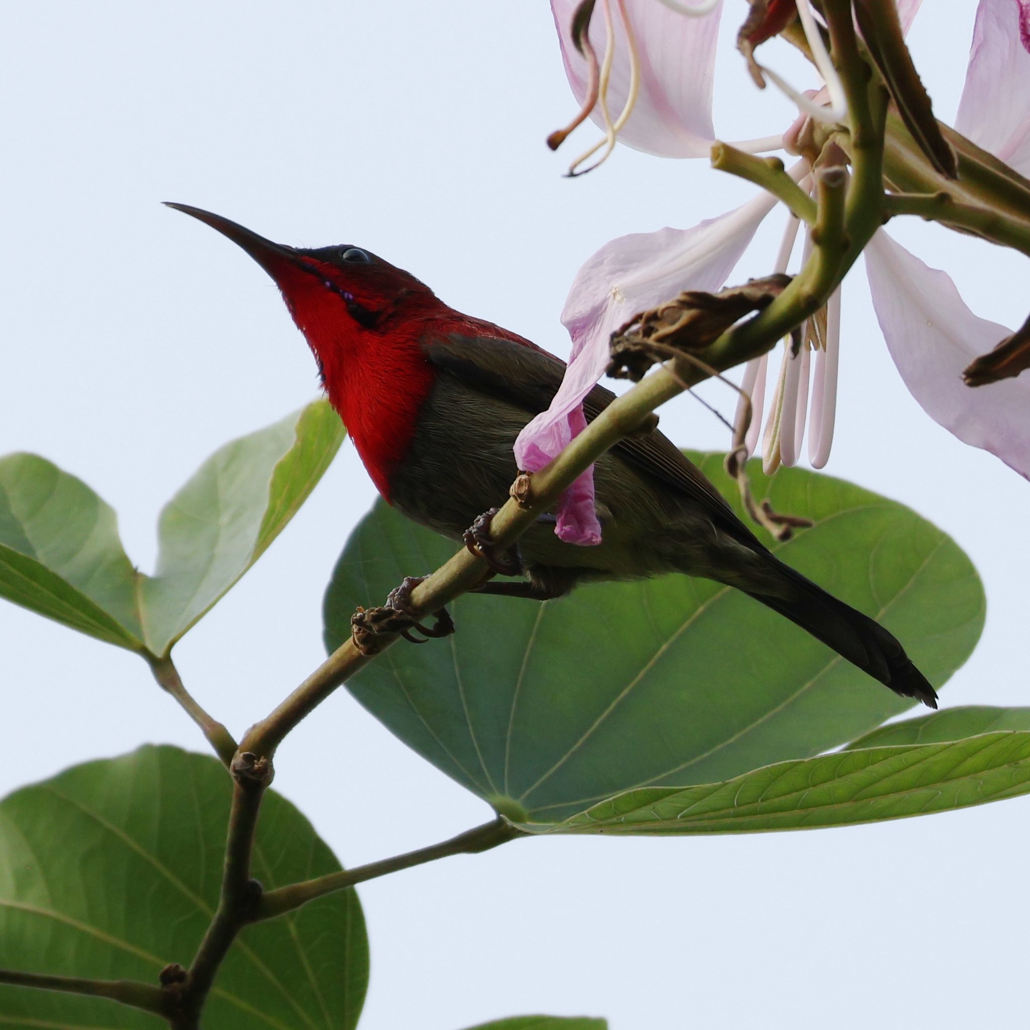Crimson Sunbird