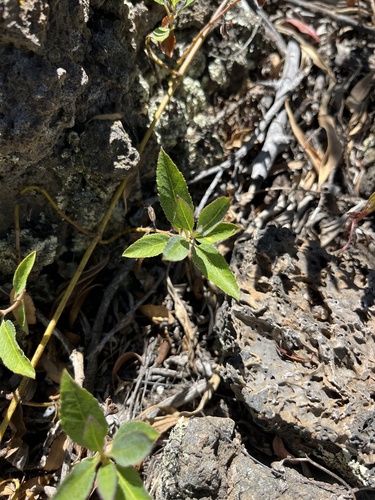 Stenogyne angustifolia observed 2024-07-11