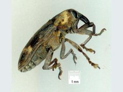Hypolixus mastersii