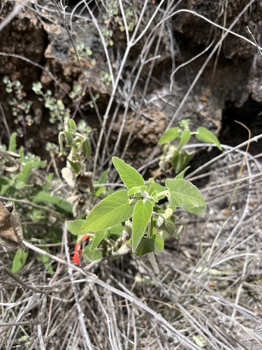 Haplostachys haplostachya observed 2024-07-02