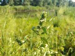 Chaiturus marrubiastrum