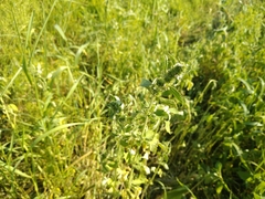 Chaiturus marrubiastrum