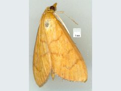 Anania perflavalis