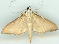 Bradina admixtalis