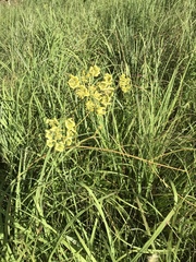 Polytaenia nuttallii