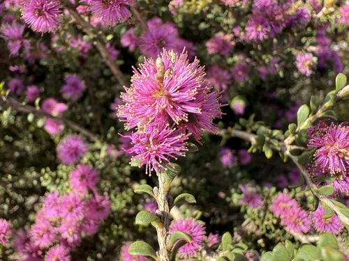 Melaleuca spathulata observed 2024-11-18