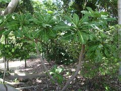 Barringtonia asiatica