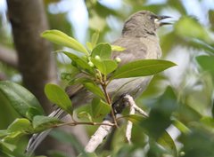 Stomiopera unicolor