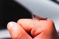 Pseudochorthippus parallelus