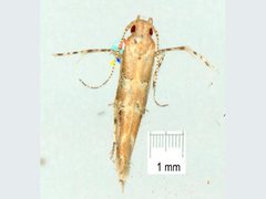 Pyroderces