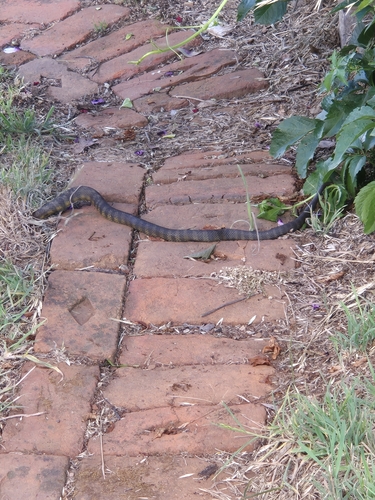 Tiger Snake sighting