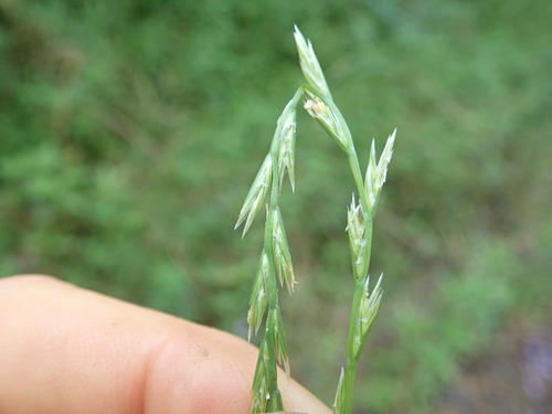 Image of Lolium rigidum by no rights reserved