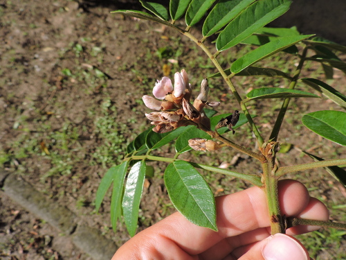 Andira fraxinifolia, photograph 4