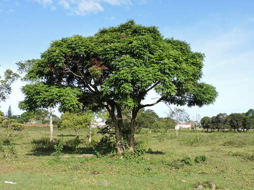 Andira fraxinifolia, photograph 3