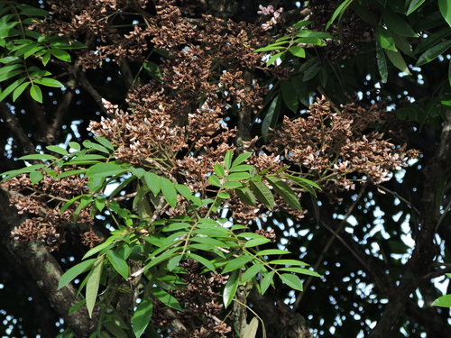Andira fraxinifolia, photograph 5