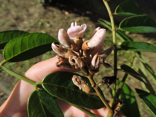 Andira fraxinifolia, photograph 6