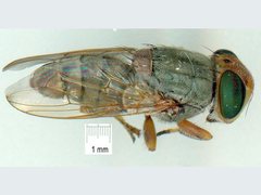 Duomyia