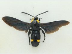 Laeviscolia frontalis frontalis