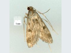 Araeomorpha diplopa