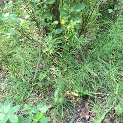 Packera pauciflora