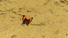 Marpesia corita