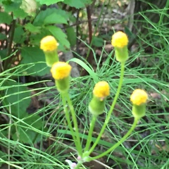 Packera pauciflora