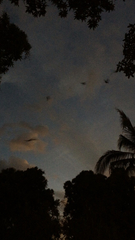 Artibeus jamaicensis