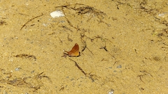Marpesia corita