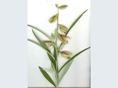 Crotalaria calycina