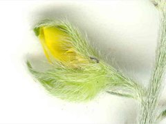 Crotalaria calycina