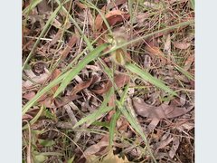Crotalaria calycina