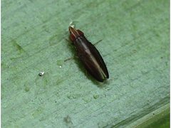 Cephaloconus tenebrosus