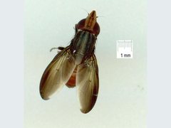 Cephaloconus tenebrosus