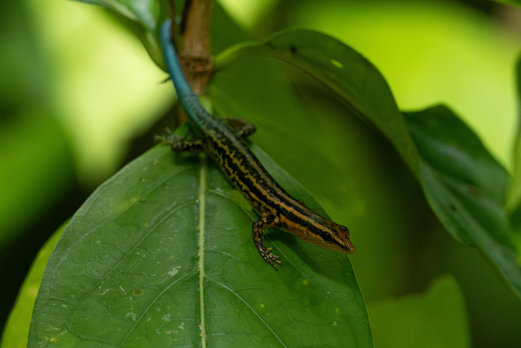 Spotted Emo Skink