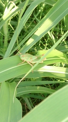 Locusta migratoria cinerascens