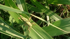 Locusta migratoria cinerascens