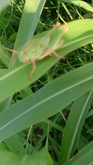 Locusta migratoria cinerascens