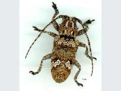 Prosoplus bankii
