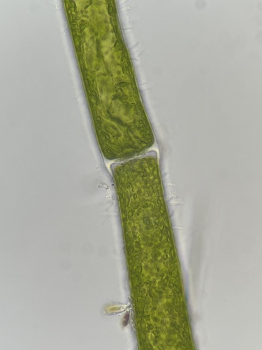 (Cladophora rivularis)